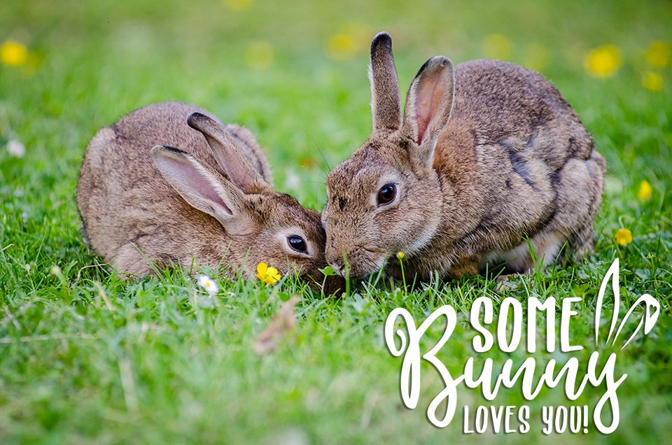 Some Bunny Loves You White Transparent Overlay