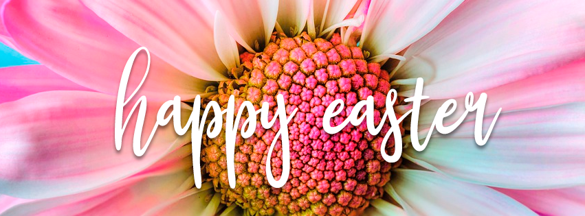 Easter Daisy Cover Photo