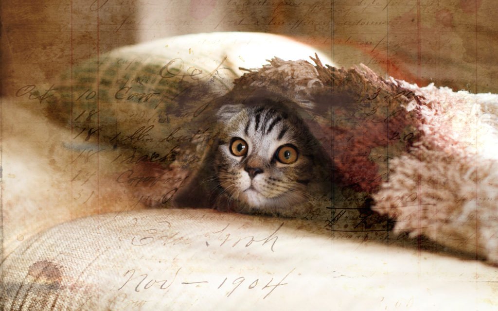 peek a boo after kitty