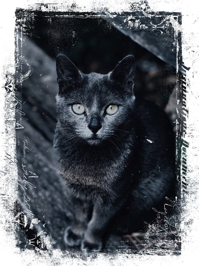 grey cat before overlay