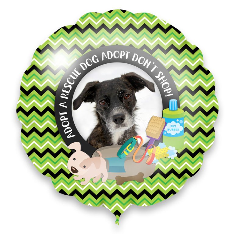 adopt a rescue dog adopt don't shop