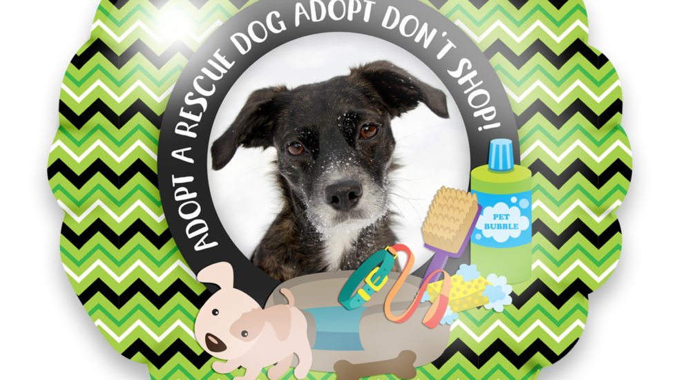 adopt a rescue dog adopt don't shop